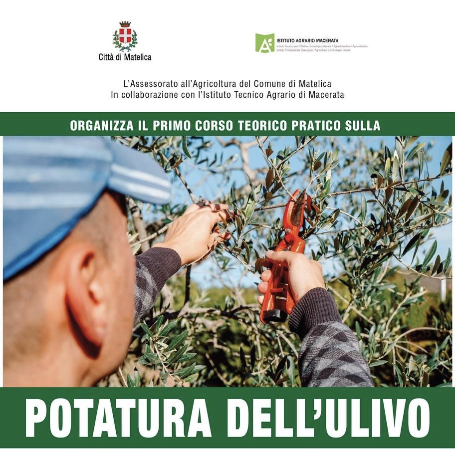 Corso sulla potatura dell'ulivo