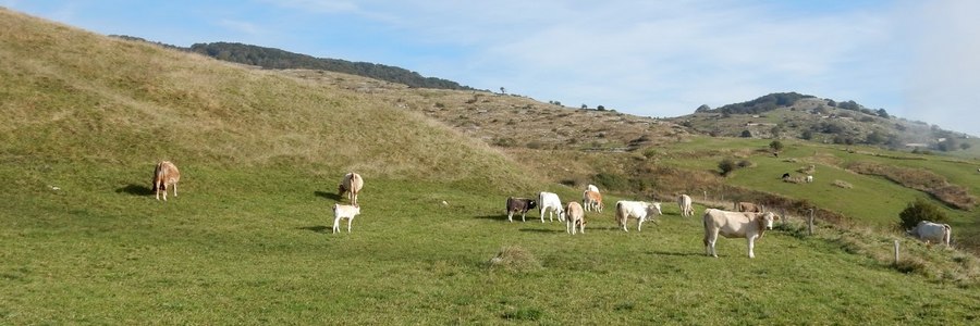 Gara ufficiosa per la concessione della fida di pascolo per la stagione estiva 2025 su terreni appartenenti al patrimonio comunale