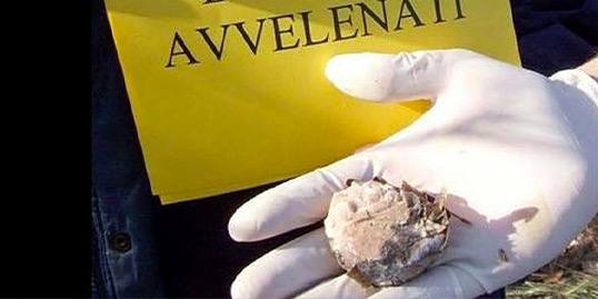 Esche avvelenate in due frazioni di Matelica.