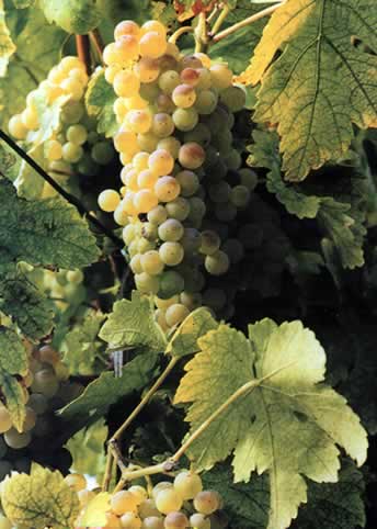 Il Verdicchio di Matelica