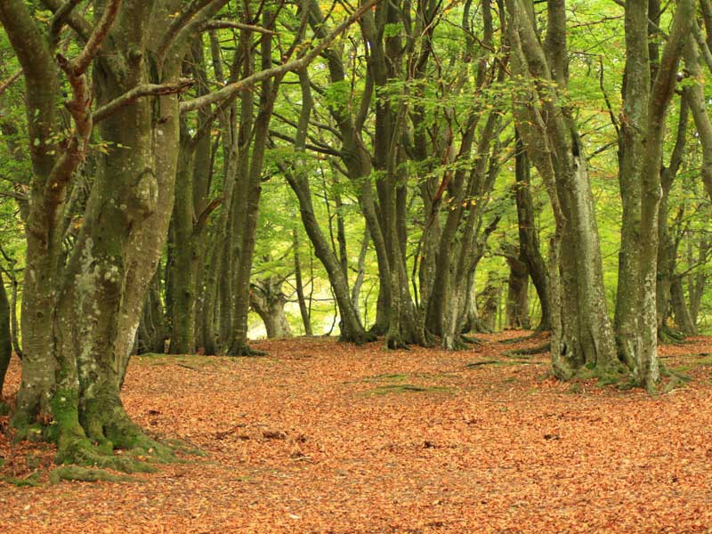 Riserva naturale regionale